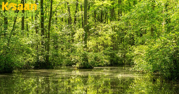 अगले पांच वर्षों में देश भर में 200 शहरी वन विकसित करना अगले पांच वर्षों में देश भर में 200 शहरी वन विकसित करना