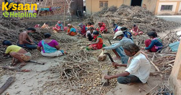 महाराष्ट्र में वन धन विकास केंद्र COVID-19 के दौरान जनजातीय लोगों की मदद महाराष्ट्र में वन धन विकास केंद्र COVID-19 के दौरान जनजातीय लोगों की मदद