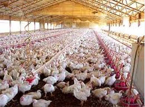 मुर्गी पालन (ब्रॉयलर या पॉल्ट्री फार्मिंग) शुरू करने का तरीका, लागत और उस से होने वाली आमदनी की संपूर्ण जानकारी मुर्गी पालन (ब्रॉयलर या पॉल्ट्री फार्मिंग) शुरू करने का तरीका, लागत और उस से होने वाली आमदनी की संपूर्ण जानकारी