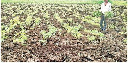 सोयाबीन में बनी अफलन की स्थिति, किसान चिंतित सोयाबीन में बनी अफलन की स्थिति, किसान चिंतित