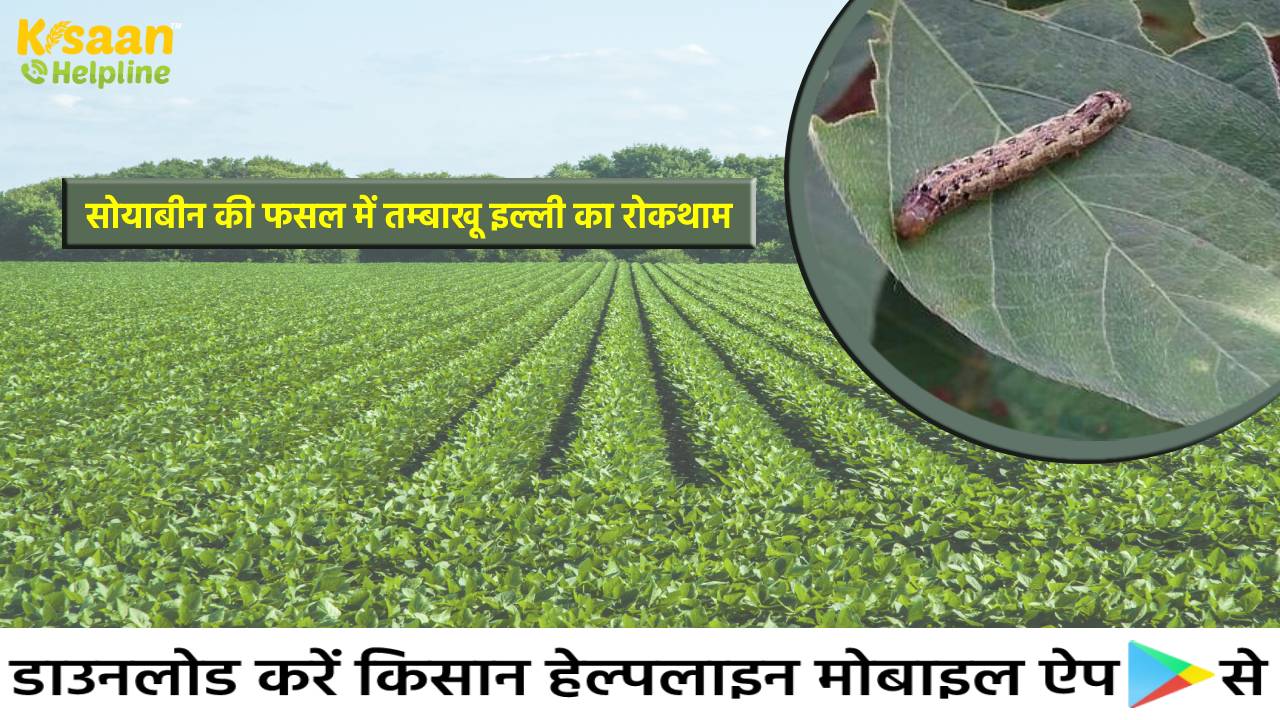 सोयाबीन की फसल में तम्बाकू इल्ली से फसल की सुरक्षा के उपाय, जानिए रोकथाम के तरीके