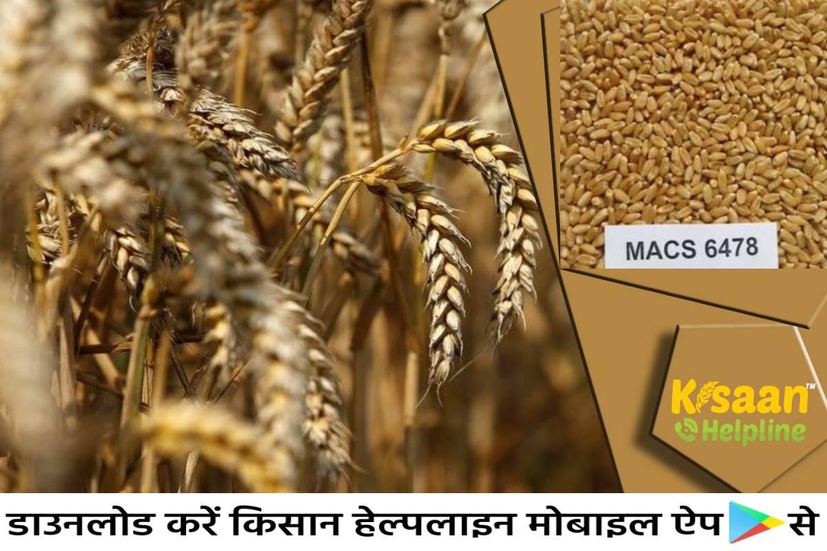 गेहूं की बेहतरीन किस्म MACS 6478, रोग प्रतिरोधी किस्म और फसल का दोगुना उत्पादन, जानिए इसके बारे में
