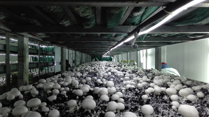 मशरूम के औषधीय गुण, जाने क्यों है इसे खाना सेहत के लिए वरदान मशरूम के औषधीय गुण, जाने क्यों है इसे खाना सेहत के लिए वरदान