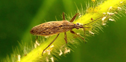 जानिए कौन से कीट होते है किसान के मित्र, और ये किस तरह करते है फसल सुरक्षा