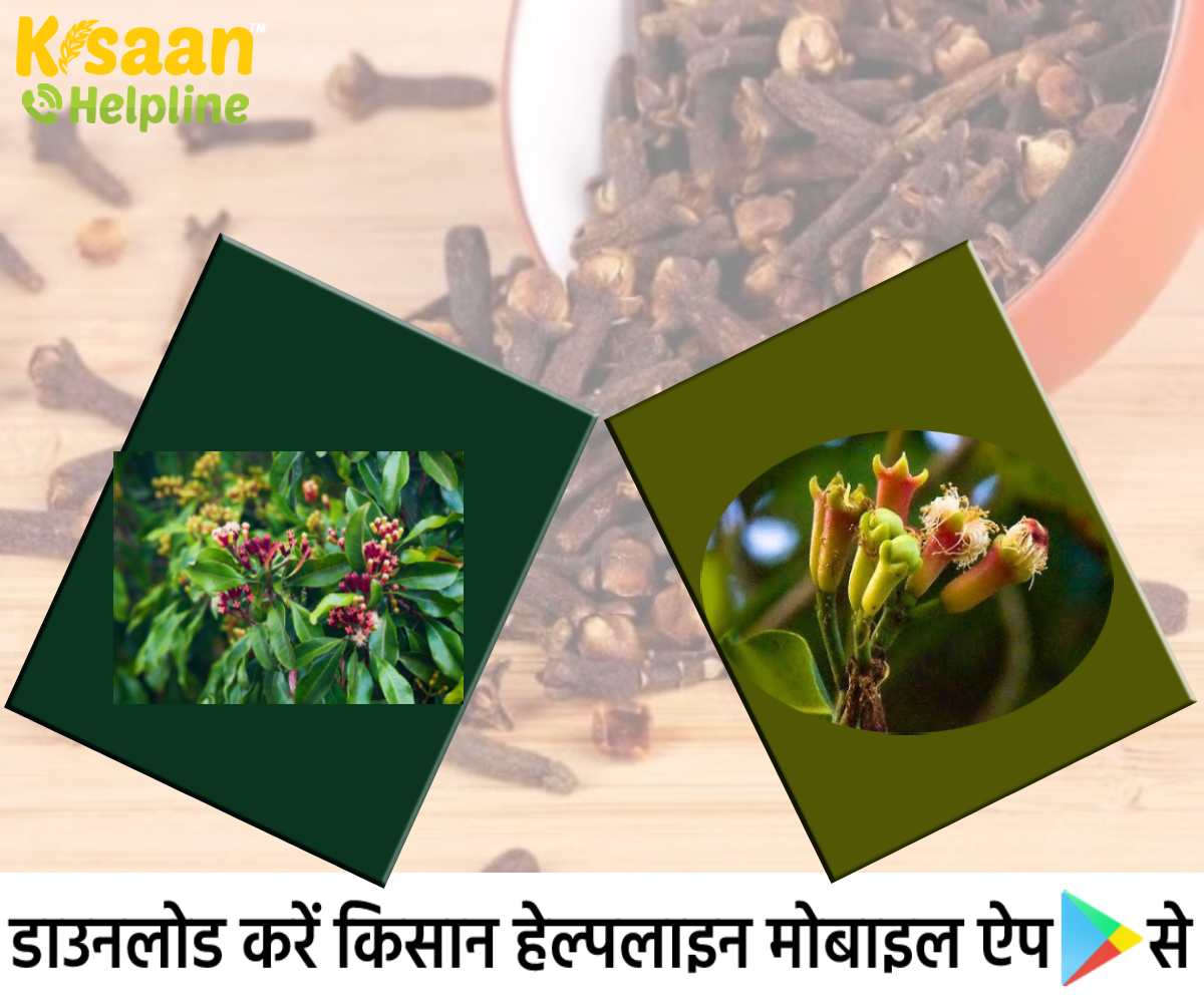 लौंग की व्यावसायिक खेती, जानिए बुवाई का तरीका, अनुकूल जलवायु और पैदावार के बारे में