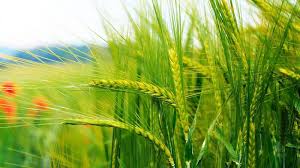 गेंहू की दो देसी किस्मों को अपनाये और श्रेष्ठ उत्पादन पाए गेंहू की दो देसी किस्मों को अपनाये और श्रेष्ठ उत्पादन पाए