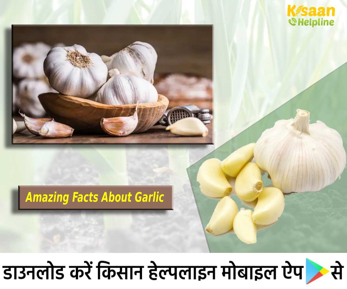 रोचक तथ्य: आइये जानते है लहसुन से जुड़े हैरान कर देने रोचक तथ्यों के बारे में