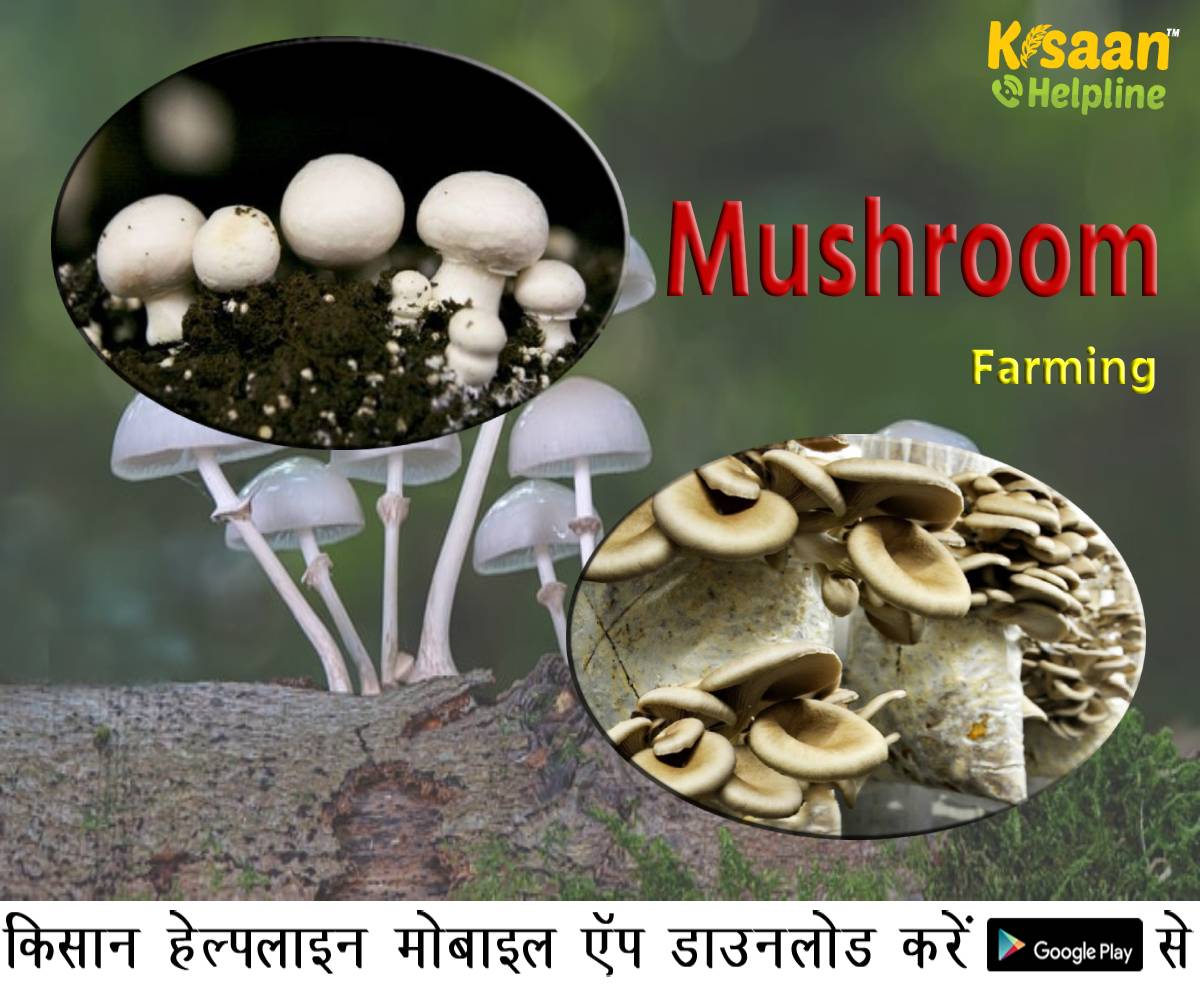 Mushroom Farming: आइये जानते है मशरूम उगाने की जानकारी एवं आय की गणना Mushroom Farming: आइये जानते है मशरूम उगाने की जानकारी एवं आय की गणना