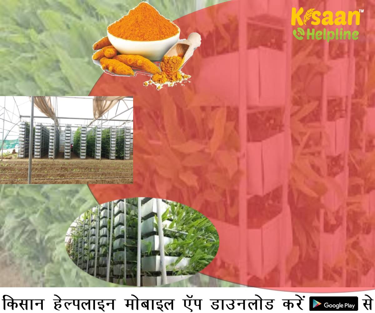 Vertical Farming: इज़राइली खेती तकनीक के साथ कमाएं करोड़ों रुपये, जानिए इस तकनीक, पूरी लागत और लाभ के बारे में Vertical Farming: इज़राइली खेती तकनीक के साथ कमाएं करोड़ों रुपये, जानिए इस तकनीक, पूरी लागत और लाभ के बारे में