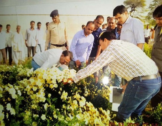 सेवंती के फूलों की खेती कैसे करें, जानें सेवंती के फूलों की खेती कैसे करें, जानें