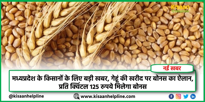 मध्यप्रदेश के किसानों के लिए बड़ी खबर, गेहूं की खरीद पर बोनस का ऐलान, प्रति क्विंटल 125 रुपये मिलेगा बोनस मध्यप्रदेश के किसानों के लिए बड़ी खबर, गेहूं की खरीद पर बोनस का ऐलान, प्रति क्विंटल 125 रुपये मिलेगा बोनस