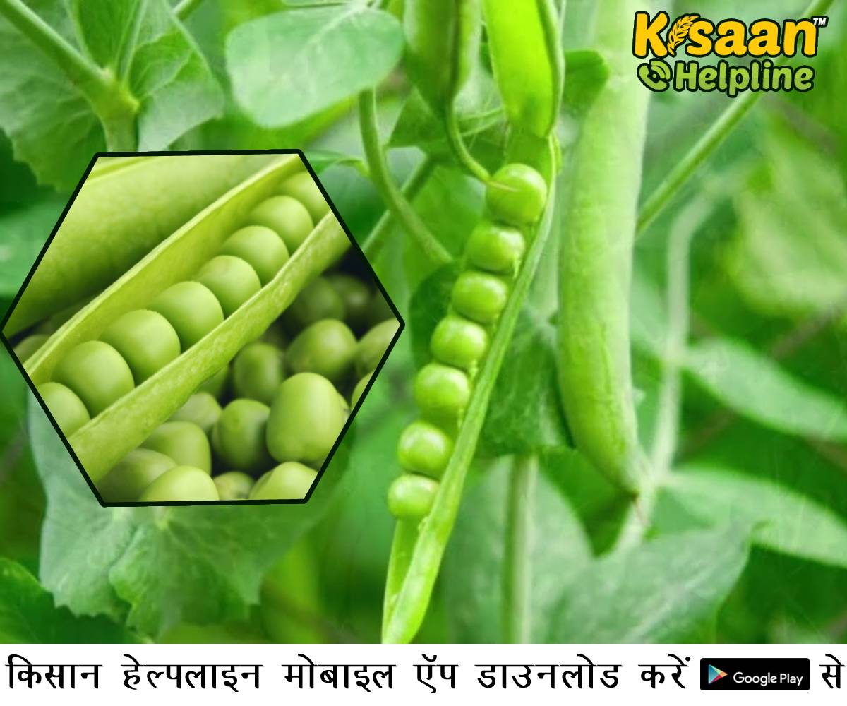 बेमौसम में उगाएं वी. एल. सब्जी मटर 15