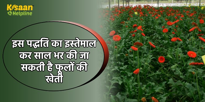 इस पद्धति का इस्तेमाल कर साल भर की जा सकती है फूलों की खेती, सरकार दे रही है 50% अनुदान इस पद्धति का इस्तेमाल कर साल भर की जा सकती है फूलों की खेती, सरकार दे रही है 50% अनुदान