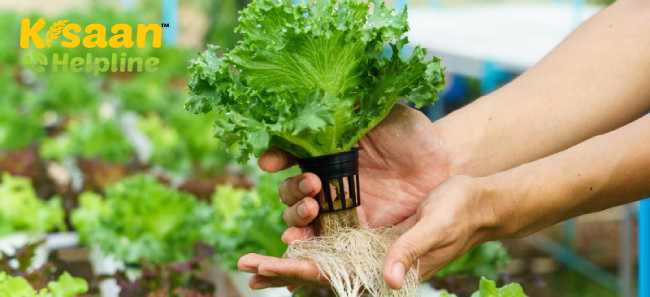 एक सफल हाइड्रोपोनिक फार्म व्यवसाय को कैसे शुरू करें? एक सफल हाइड्रोपोनिक फार्म व्यवसाय को कैसे शुरू करें?