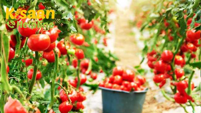 जानिए ग्रीनहाउस सीजन में टमाटर की खेती कैसे करें और इसकी उपज कैसे बढ़ाएं जानिए ग्रीनहाउस सीजन में टमाटर की खेती कैसे करें और इसकी उपज कैसे बढ़ाएं