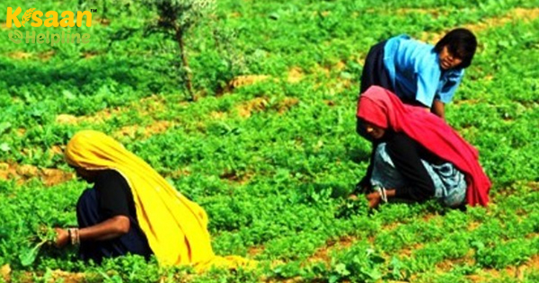 जैविक खेती से फसलों में रुकावट आएगी, पर्यावरण सुरक्षित रहेगा