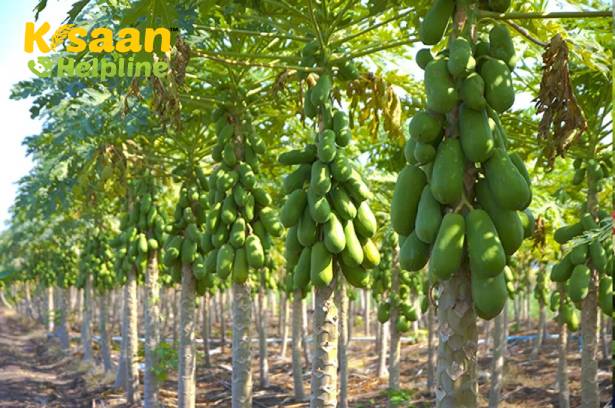 इस महीने में पपीते की खेती करें, अच्छी पैदावार मिल सकती है