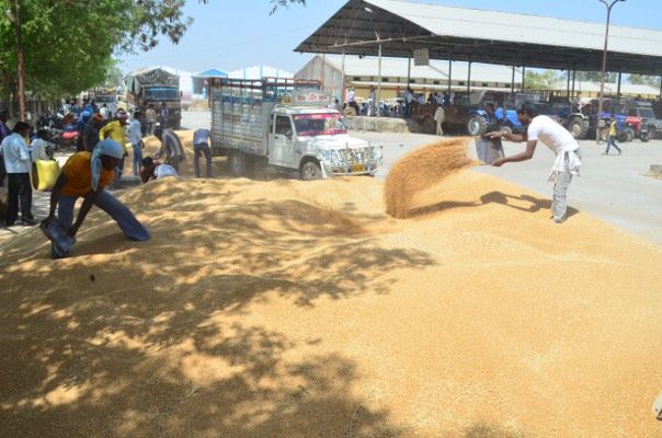 कृषि मंडी बोर्ड ने भेजा कृषि मंत्रालय को, किसानों के भुगतान का प्रस्ताव कृषि मंडी बोर्ड ने भेजा कृषि मंत्रालय को, किसानों के भुगतान का प्रस्ताव