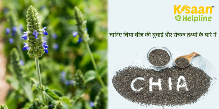 जानिए चिया बीज की बुवाई और रोचक तथ्यों के बारे में