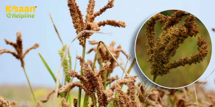 रागी की आधुनिक खेती, जानिए बुवाई का उचित समय और उन्नत किस्मों के बारे में