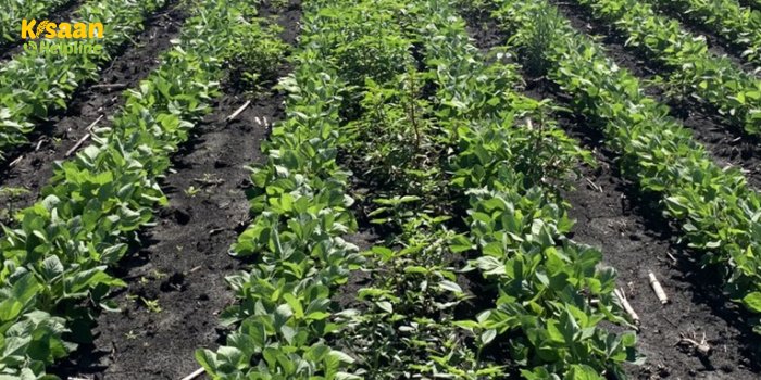 जहाँ सोयाबीन की बोवनी हो चुकी है उन क्षेत्रों में खरपतवार नियंत्रण के लिए उपयोगी सलाह