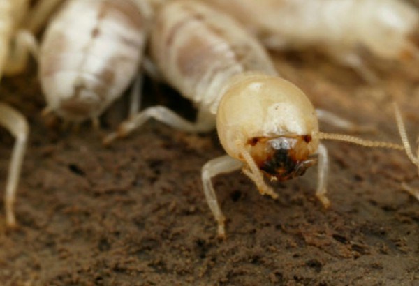 दीमक के फसल पर प्रभावी प्रकोप से बचने के उपाय और जानकारी दीमक के फसल पर प्रभावी प्रकोप से बचने के उपाय और जानकारी