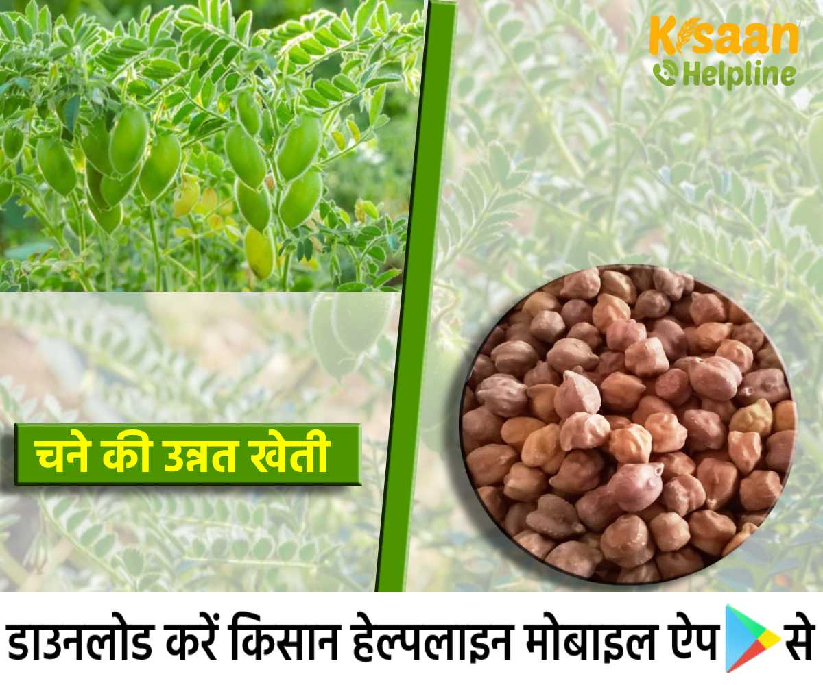 चने की उन्नत खेती: चने की बुवाई को लेकर विशेष सलाह