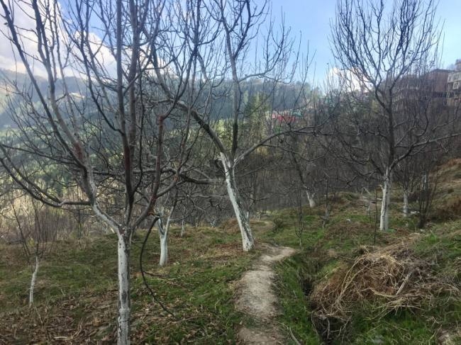 बारिश - बर्फबारी न होने से हुए बागवानी के काम प्रभावित बारिश - बर्फबारी न होने से हुए बागवानी के काम प्रभावित