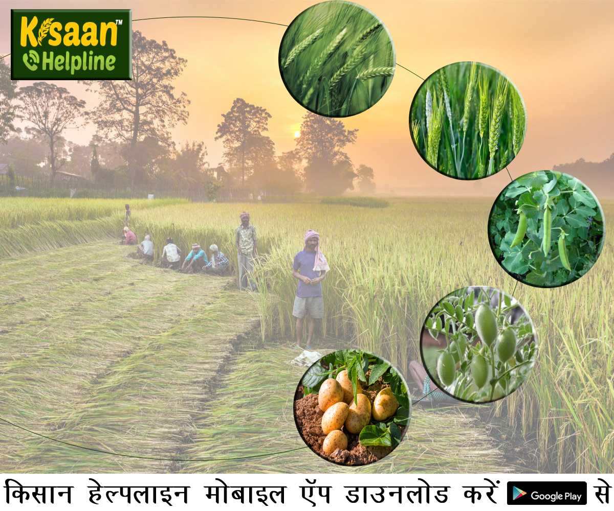 जनवरी माह में करें गेहूं, जौ, आलू और दलहनी फसलों की देखभाल, जानिए महत्वपूर्ण कृषि कार्य