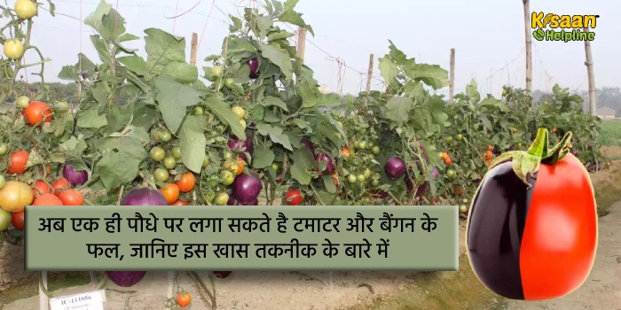 अब एक ही पौधे पर लगा सकते है टमाटर और बैंगन के फल, जानिए इस खास तकनीक के बारे में