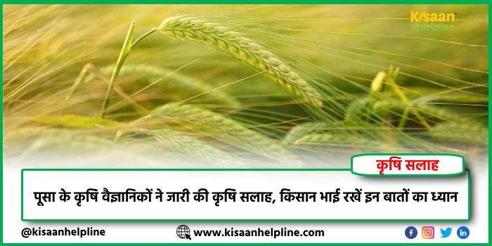 कृषि सलाह : पूसा के कृषि वैज्ञानिकों ने जारी की कृषि सलाह, किसान भाई रखें इन बातों का ध्यान कृषि सलाह : पूसा के कृषि वैज्ञानिकों ने जारी की कृषि सलाह, किसान भाई रखें इन बातों का ध्यान
