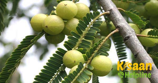 मधुर चाचा ने कैसे कमाए, बंजर भूमि में आंवला की खेती करके लाभ मधुर चाचा ने कैसे कमाए, बंजर भूमि में आंवला की खेती करके लाभ