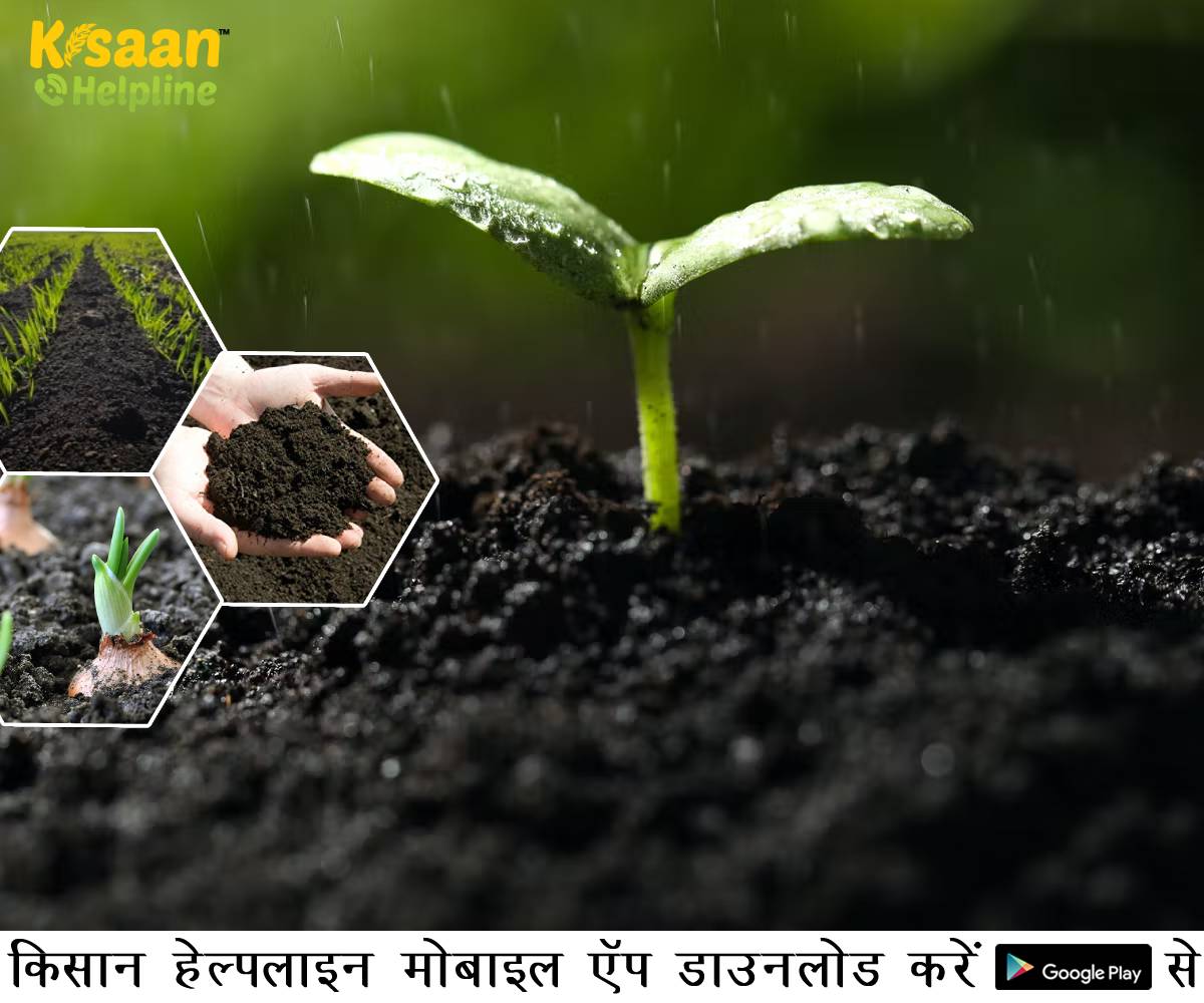 बेहतर उत्पादन के लिए इन फसलों को काली मिट्टी में बोएं