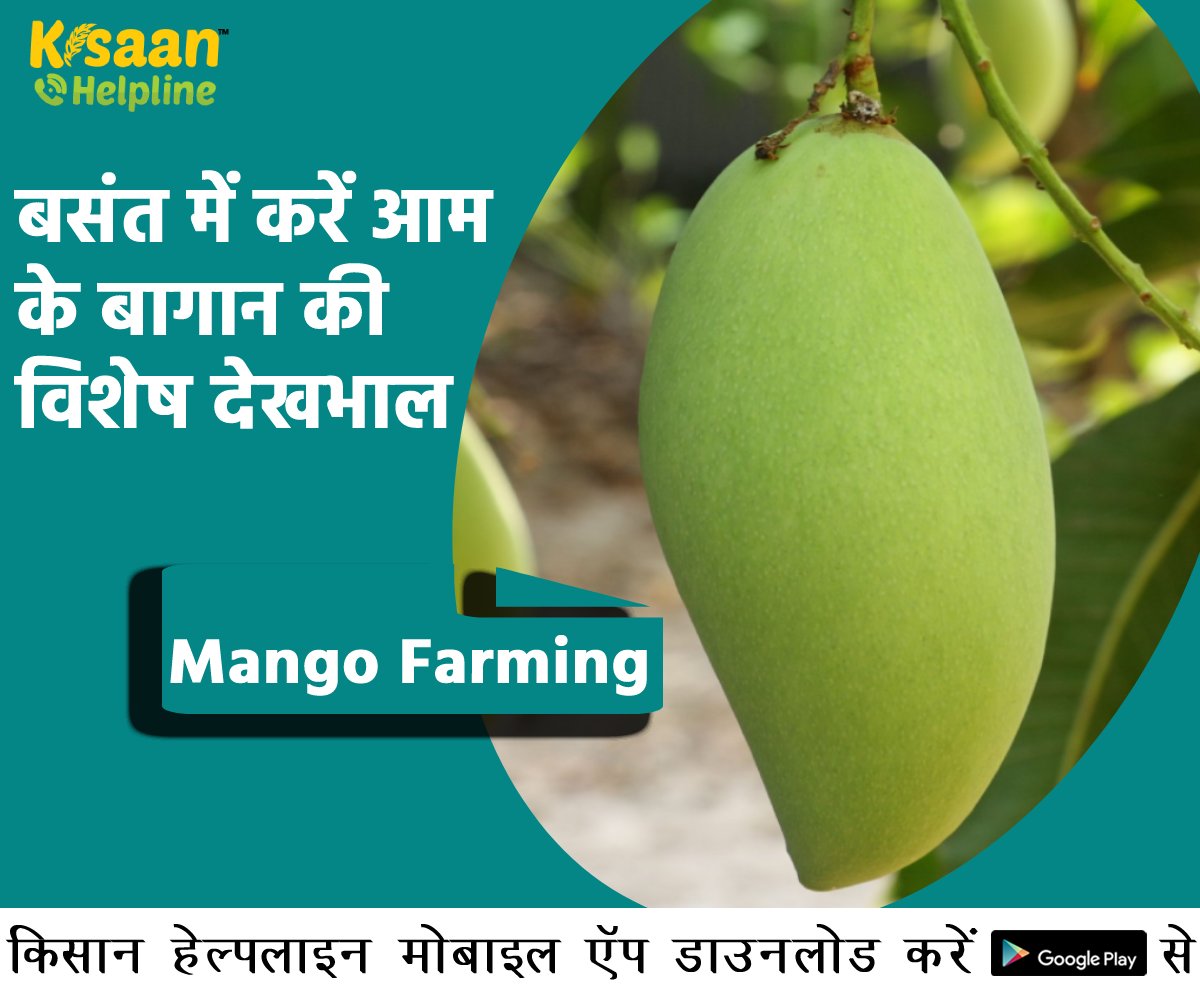 बसंत में करें आम के बागान की विशेष देखभाल, साथ ही फलन का रखें पूरा ध्यान