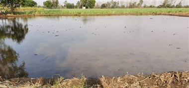 किसानों से की अपील, 13 जून से शुरू करें पनीरी की बिजाई किसानों से की अपील, 13 जून से शुरू करें पनीरी की बिजाई