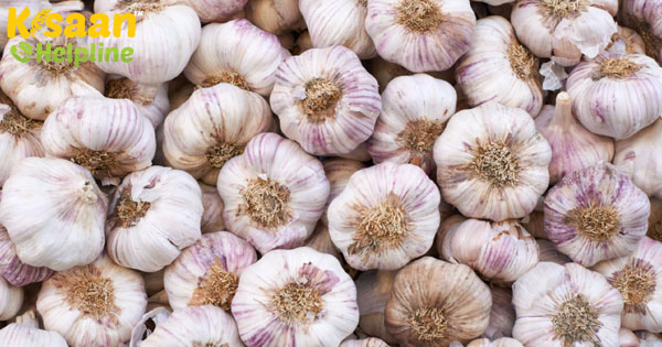 कोरोना वायरस: लहसुन की फसल तैयार, करोड़ों के कारोबार पर संकट कोरोना वायरस: लहसुन की फसल तैयार, करोड़ों के कारोबार पर संकट