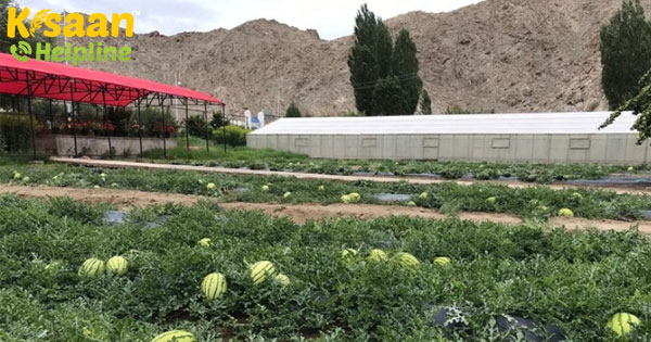 सिक्किम की तरह जैविक बनाने की तैयारी लद्दाख को, 'मोदी' योजना में 500 करोड़ मिले सिक्किम की तरह जैविक बनाने की तैयारी लद्दाख को, 'मोदी' योजना में 500 करोड़ मिले