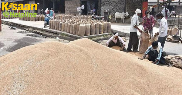 ग्राउंड रिपोर्ट: मुसीबत में है किसान, गेहूं खरीद में देरी आगे भी दर्द देगी ग्राउंड रिपोर्ट: मुसीबत में है किसान, गेहूं खरीद में देरी आगे भी दर्द देगी