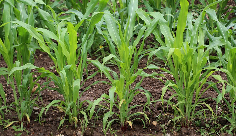 कृषि विभाग मक्का पर दे रहा है सब्सिडी, जाने पूरी जानकारी किसान हेल्पलाइन पर  कृषि विभाग मक्का पर दे रहा है सब्सिडी, जाने पूरी जानकारी किसान हेल्पलाइन पर