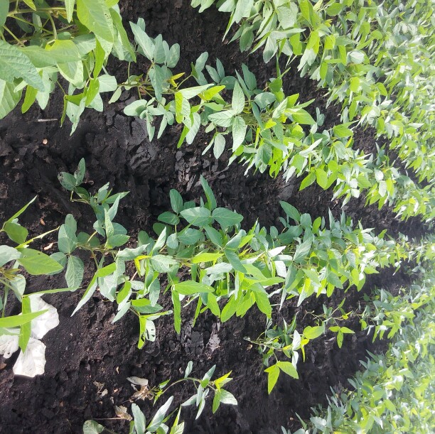 बारिश की आवश्यकता बारिश की आवश्यकता