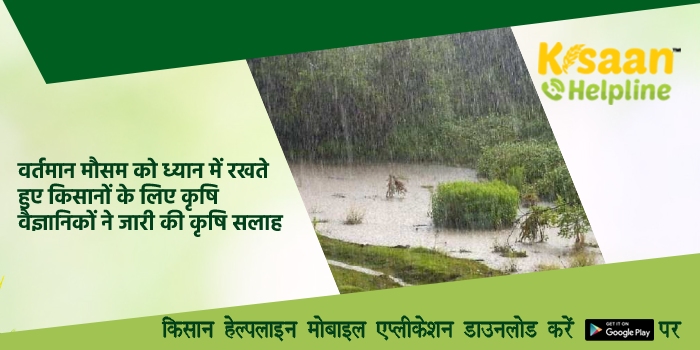 वर्तमान मौसम को ध्यान में रखते हुए किसानों के लिए कृषि वैज्ञानिकों ने जारी की कृषि सलाह वर्तमान मौसम को ध्यान में रखते हुए किसानों के लिए कृषि वैज्ञानिकों ने जारी की कृषि सलाह