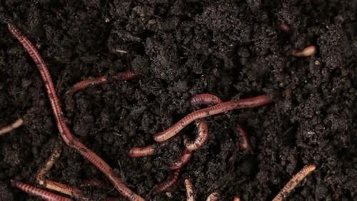 जानिए केंचुआ क्यों जरुरी है, आपकी जैविक खेती के लिए जानिए केंचुआ क्यों जरुरी है, आपकी जैविक खेती के लिए