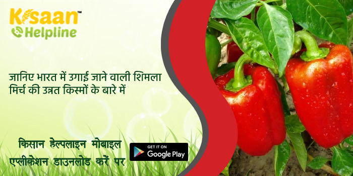 जानिए भारत में उगाई जाने वाली शिमला मिर्च की उन्नत किस्मों के बारे में