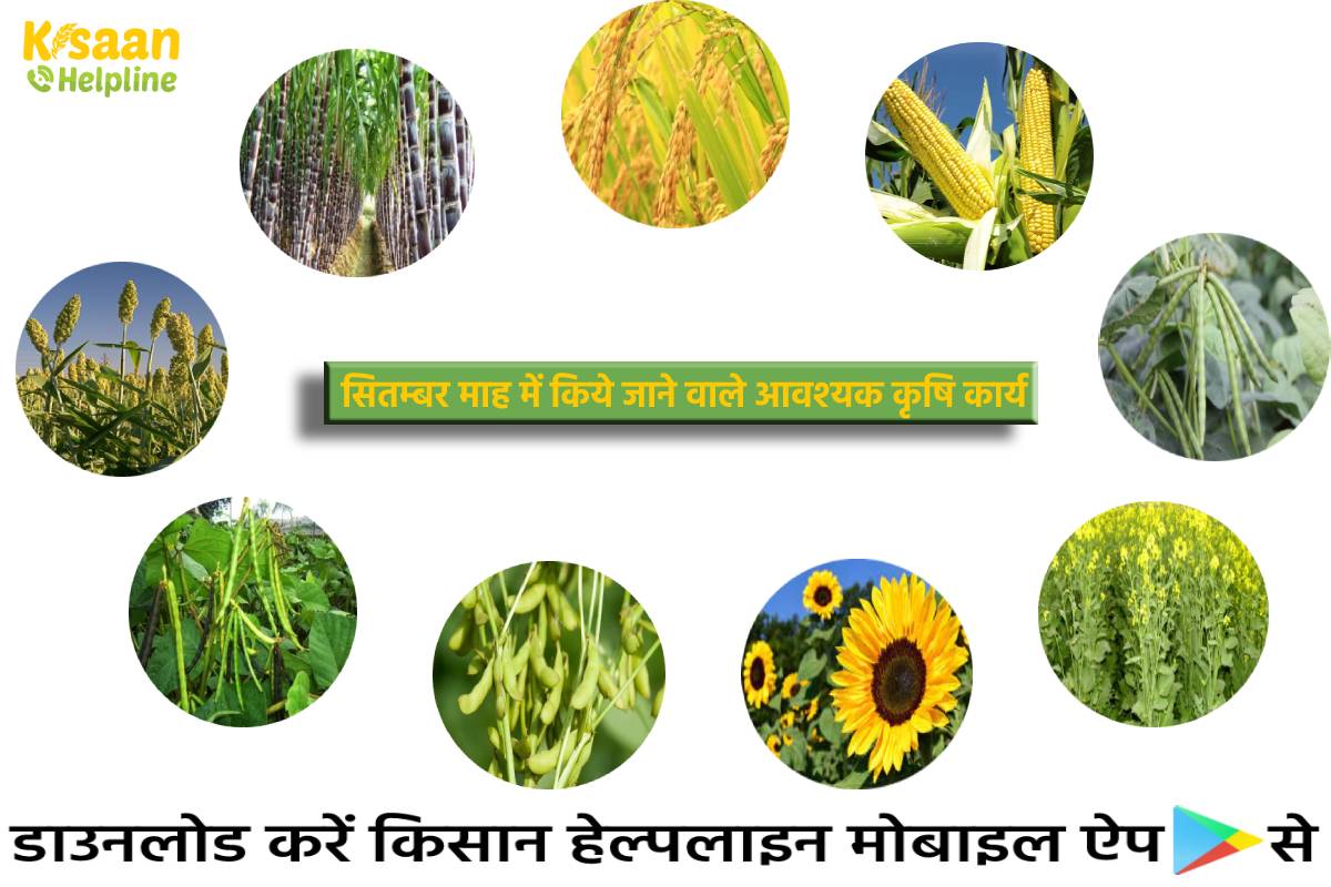 विशेष सलाह: सितम्बर माह में किये जाने वाले आवश्यक कृषि कार्य, जानिए कृषि कार्य के तरीके विशेष सलाह: सितम्बर माह में किये जाने वाले आवश्यक कृषि कार्य, जानिए कृषि कार्य के तरीके