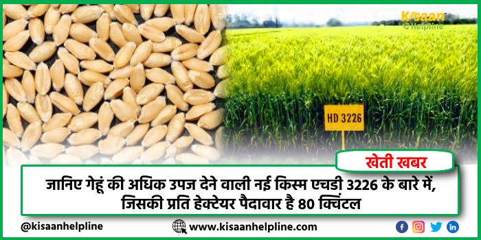 जानिए गेहूं की अधिक उपज देने वाली नई किस्म एचडी 3226 के बारे में, जिसकी प्रति हेक्टेयर पैदावार है 80 क्विंटल