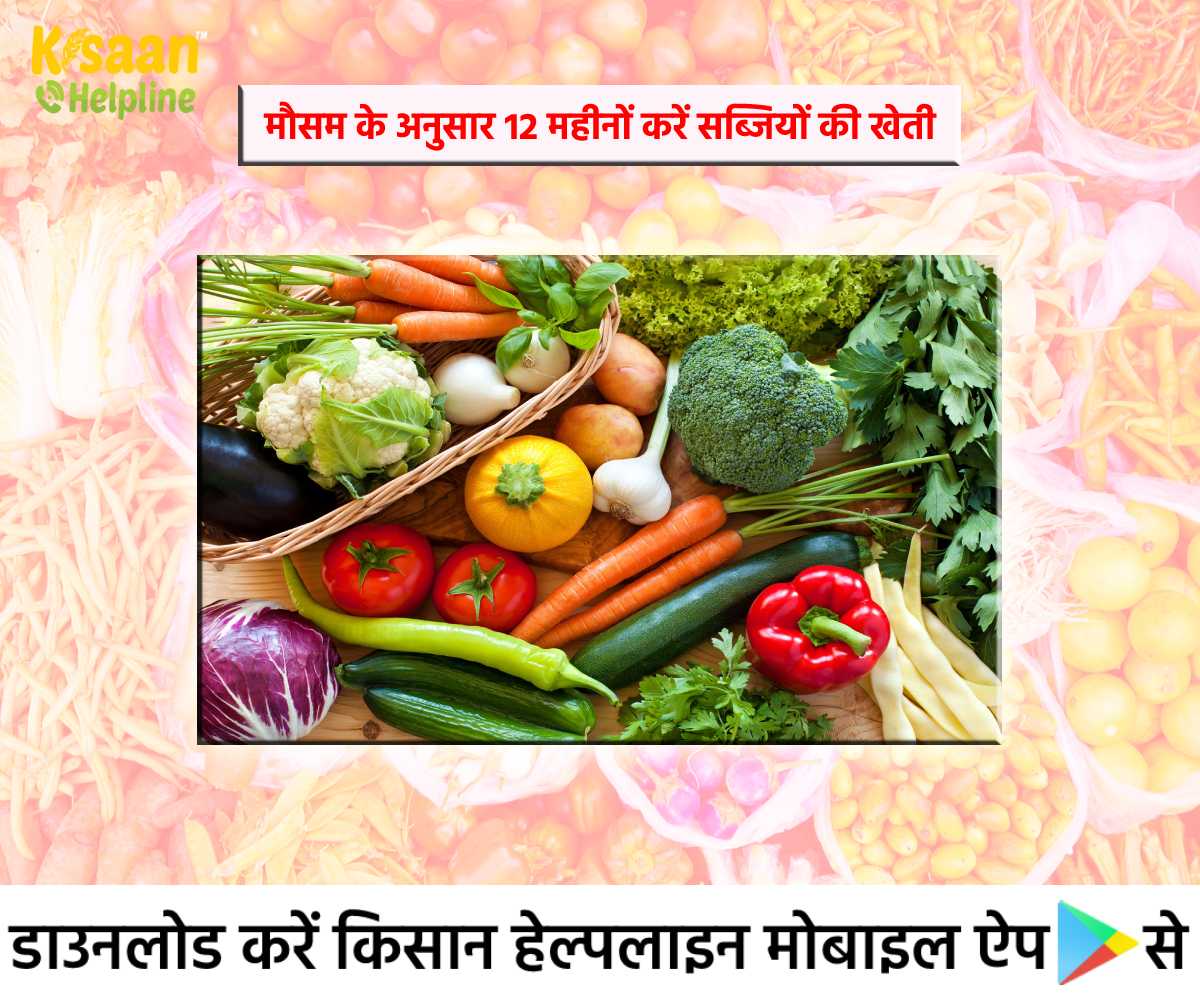 Vegetable Farming: किसान भाई मौसम के अनुसार 12 महीनों करें सब्जियों की खेती Vegetable Farming: किसान भाई मौसम के अनुसार 12 महीनों करें सब्जियों की खेती