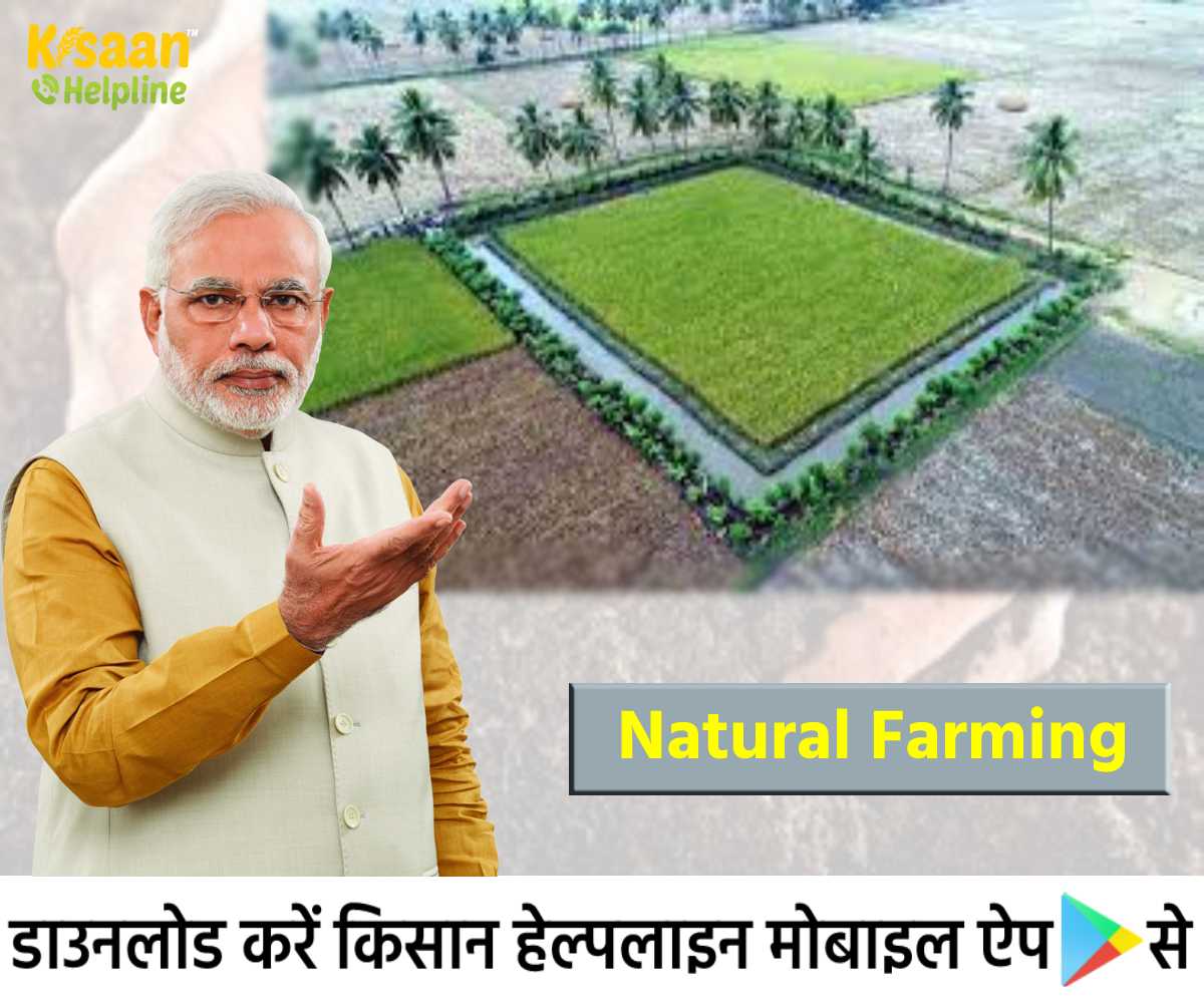 मोदी ने किसानों को लागत बचाने और पैदावार बढ़ाने के लिए प्राकृतिक खेती को अपनाने का किया आह्वान मोदी ने किसानों को लागत बचाने और पैदावार बढ़ाने के लिए प्राकृतिक खेती को अपनाने का किया आह्वान