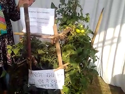 एक ही पौधे से पैदा किये टमाटर और आलू, इसे कहते है टॉमटैटो प्लांट एक ही पौधे से पैदा किये टमाटर और आलू, इसे कहते है टॉमटैटो प्लांट