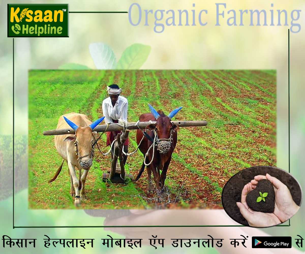 Organic Farming: जैविक खाद बनाने की विधियां जिसको किसान अपनाकर अपने फसलों कि कर सकते है सुरक्षा Organic Farming: जैविक खाद बनाने की विधियां जिसको किसान अपनाकर अपने फसलों कि कर सकते है सुरक्षा