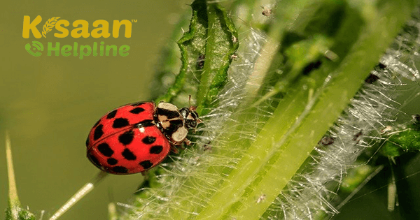 लेडी बर्ड बीटल, जाने ये किस तरह से है किसान का मित्र लेडी बर्ड बीटल, जाने ये किस तरह से है किसान का मित्र